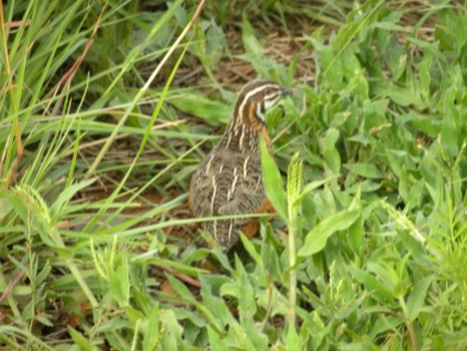 Even better than lions, we saw a harlequin quail! Beaut!