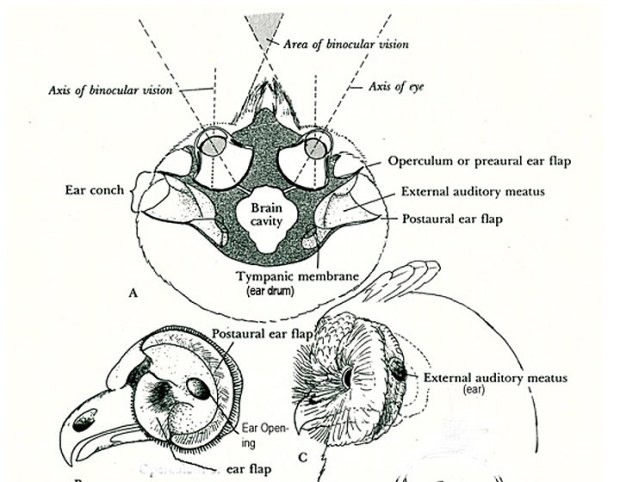 owl-brain